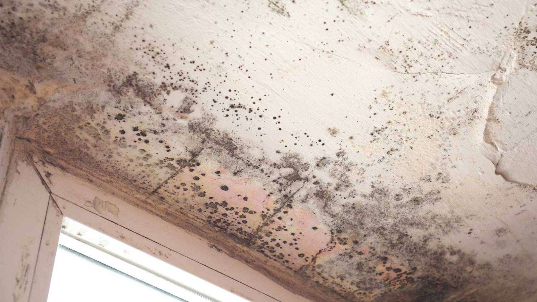 Limited Mold Inspections